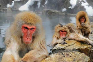Tokyo: Nagano snow Monkey Private Day Trip with German Guide