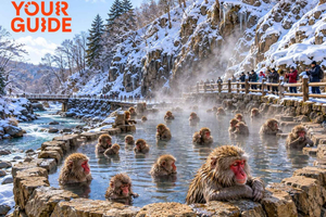 gita privata di 1 giorno a Nagano per vedere le scimmie delle nevi