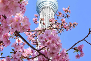 Tokyo Private Customizable Day Tour With English Driver