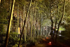 TOKYO: Pro Gardener Guides Gardens by E-bike -NIGHT