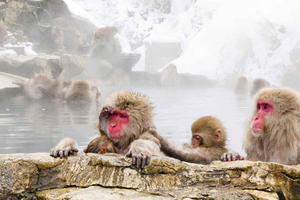 Tokyo: Snow Monkey & Nagano Customiseable Private Day Tour
