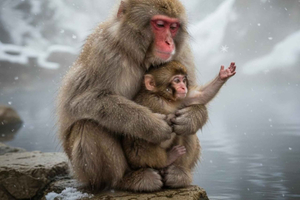 Tokyo: Snow Monkey Park And Zenko-ji Temple Full-Day Tour