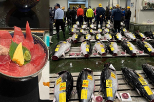 Tokyo Toyosu Tuna Auction w Dealer + Sushi (Standard to VIP)