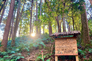 Totoro-Inspired Forest, Lake Sayama & Local Tea Walk