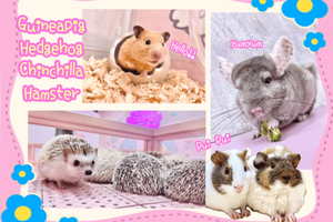 Very popular in Harajuku♡Animal petting zoo