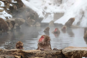 Snow Monkey 1 Day Tour with Beef Sukiyaki Lunch