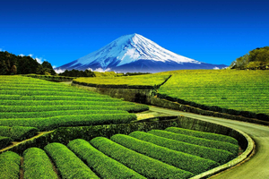 Mt. Fuji Winter Tea Picking & Traditional Matcha Making Tour