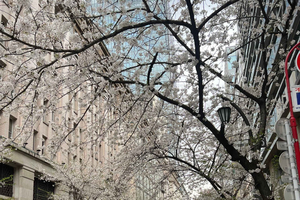 Tokyo Tour with Private Vehicle and English Speaking Guide