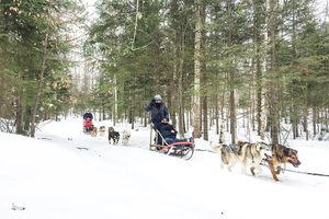 Dog Sledding Adventure from Toronto Private Tour