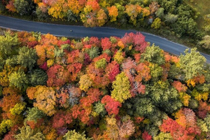 From Toronto - Algonquin Park Shuttle with Self-Guided Hikes
