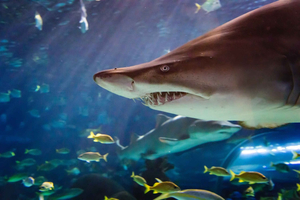 Ripley's Aquarium: Haaien in het donker (na 17.00 uur)