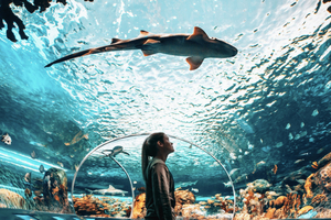 Toronto: Bilet wstępu do Ripley's Aquarium of Canada