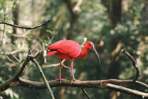 Trinidad: Combination - City Tour, Maracas Bay, Caroni Swamp