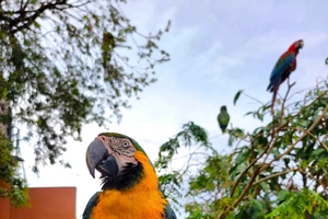 Trinidad: Macaw Bird Sanctuary, Lookout & Savannah Tour