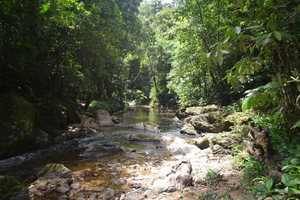 Trinidad: Rainforest Hike to Avocat Waterfall