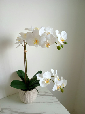 Blossom Skin & Wellness
