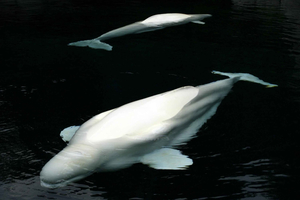 Aquarium & StanleyPark+20 Gem Spots+City/Vip Car+Small Group