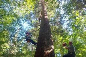 Trädklättringsupplevelse med Canopy Expedition