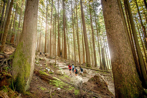 Vancouver: Guided Hiking Highlights at Grouse & Lynn Canyon