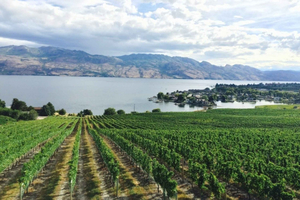 Vancouver: Private Kelowna Wine Country & Bike Tour