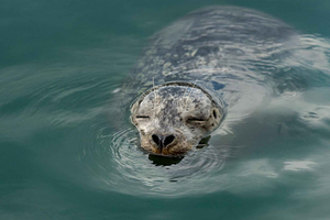 Vancouver: Waterfront Sightseeing Tour - City and Nature
