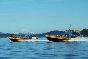 Vancouver: Whale Watching Guided Half-Day Boat Trip