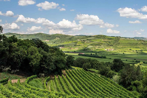 Visite œnologique d'Amarone. Visite de Vérone. Depuis Venise ou Trévise