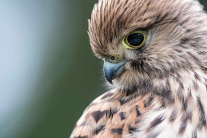 Vienna: Urban Birding – Guided bird watching tour in the big city!