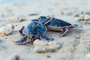 Côn Đảo : excursion de 2 jours sur l'île de Bảy Cạnh pour observer la nidification des tortues