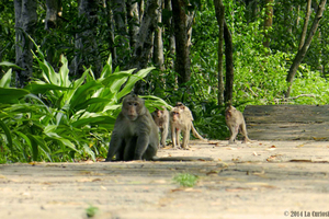 Ho Chi Minh: dagtour Can Gio-mangrovebos