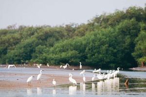 Ho Chi Minh: mangrovie di Cần Giờ in motoscafo e birdwatching