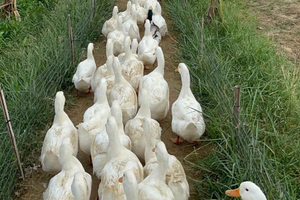 Eendenboerderij in Hoi An en kokosboottocht
