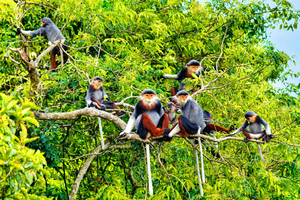 Ninh Binh: Wildlife, Jungle Hike, Cuc Phuong Park Guide Tour