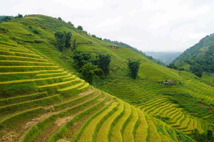 Senderismo de medio día en Sapa para visitar Lao Chai - Ta Van