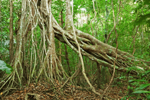 Cat Tien National Park with Crocodile Lake
