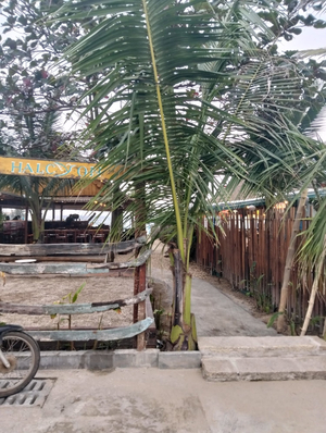 Halcyon Beach Club