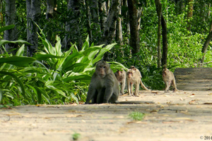 Ho Chi Minh: Private Can Gio Mangrove Forest Day Tour