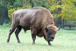 Desde Varsovia: Tour en grupo reducido al Parque Nacional de Bialowieza