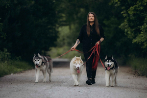 Meet Three Huskies & Try Dog Trekking Near Warsaw