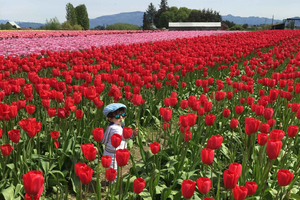 From Seattle: Tour of Skagit Valley Tulip Festival