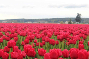 Fra Seattle: Tulipanfestival i Skagit Valley og La Conner
