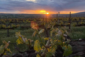 De Seattle — Degustação de vinhos, vinhedos no leste de Washington