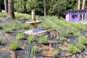 Gig Harbor: Excursão a Fazenda de Lavanda com Trilhas e Paisagens