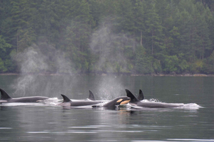 Seattle: Half-Day Wildlife and Whale Watching Cruise