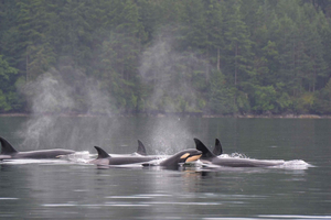 Seattle: crociera con osservazione balene e fauna selvatica