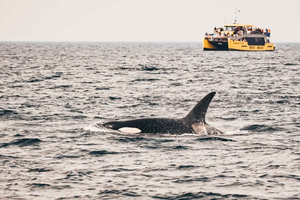 Vancouver: Covered Whale Watching Adventure with Free Photos