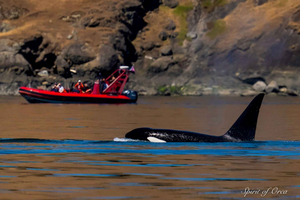 Wildlife Boat Cruise: Port Townsend, WA