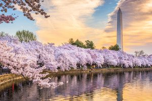 Washington DC:n päiväretki bussilla New Yorkista