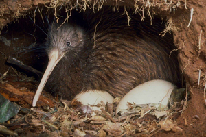 Kāpiti: encuentro nocturno con kiwis en la reserva natural de Ngā Manu