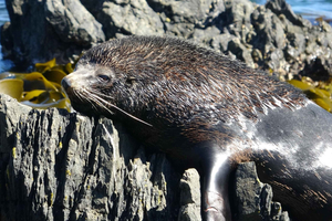 Wellington: Half Day Seal Coast Safari